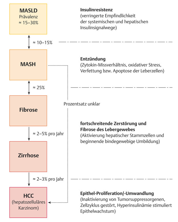 Abb.5.24-Spektrum-der-Lebererkrankung